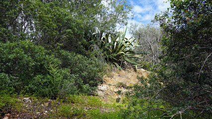 rocks of marinha beach