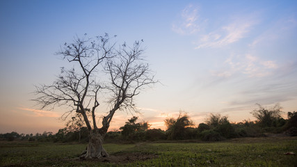 Fototapeta na wymiar Silhouettes Tree on farm in Bago city