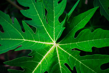 Leaves of papaya.