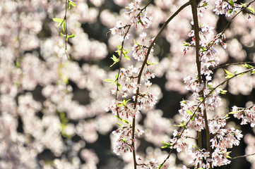 日本の美　枝垂れ桜