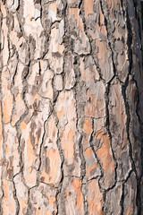Bark