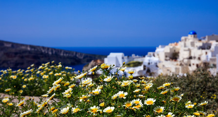 Yellow flowers on the background of Oia village - Santorini, Greece