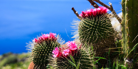 Blooming cactus on blue background