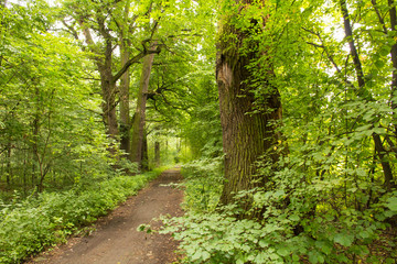 Zielona droga leśna
