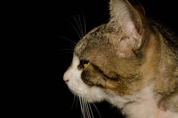 Portrait of brown-eyed cat isolated on black background