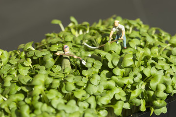 Miniature scale model gardeners working on cress