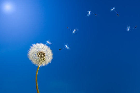Fototapeta Dandelion in sunlight releasing seeds.