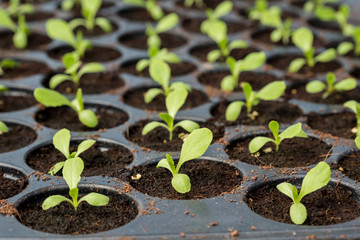 Melon sprout