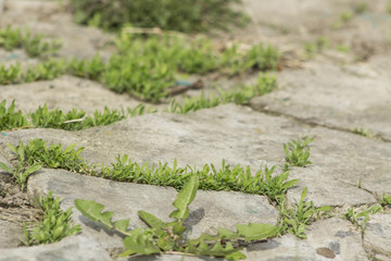 Green grass between stones on the path.
