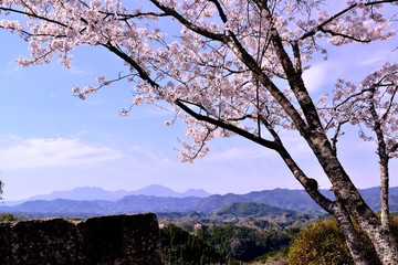 岡城の桜