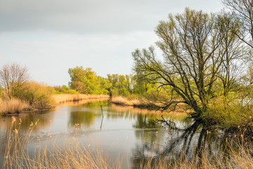 Budding trees reflected in the water surface of a creek