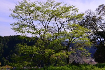 岡城の桜