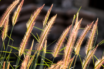 Obraz premium Grass Flower