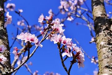 岡城の桜
