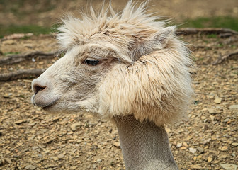 Fresh Llama haircut