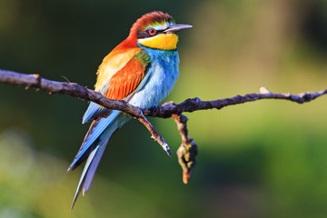 bee-eater on a sunny day resting on a branch