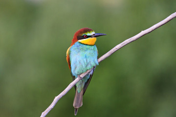 exotic bird sitting on a branch