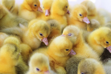 cute geese breed Danish lehart