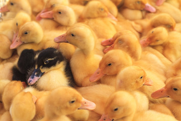 Cute Blue Swedish ducks