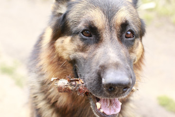 Brown attentive eyes of a dog