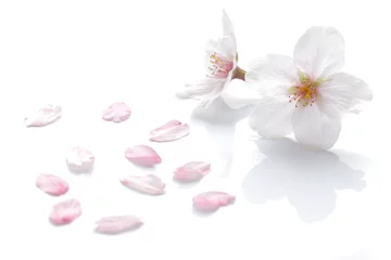 Papier Peint photo autocollant Fleur de cerisier Fleur de cerisier du Japon et pétales  2