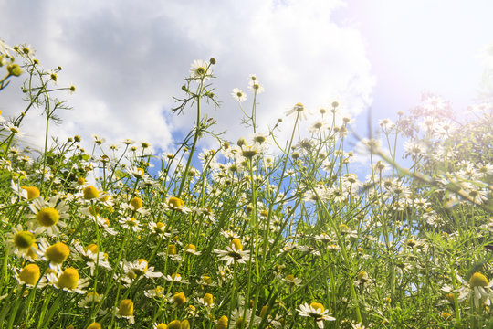 Medical chamomile look upward with sunny hotspot © drakuliren