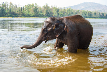  National Preserve and Elephant Training Center Shimoga. .Bathing elephant in the river. Karnataka, India