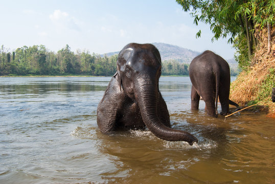 National Preserve and Elephant Training Center Shimoga. Bathing elephants in the river. Karnataka, India
