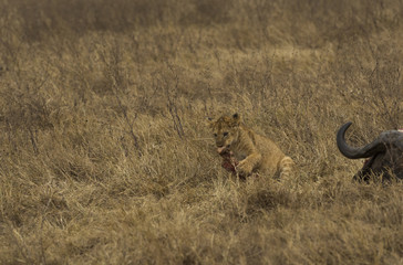 Lion cub chewing on big bone after Buffalo Kill, Tarangire National Park, Tanzania, Africa