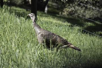Wild Turkey in the Grass