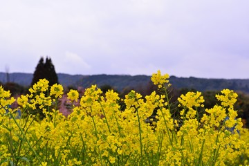 豊前の河津桜