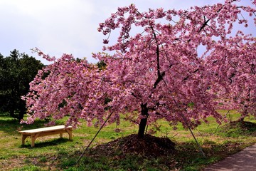 Fototapeta premium 豊前の河津桜