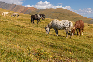 Naklejka na ściany i meble mountain horses pasture highlands