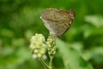 common crow butterfly