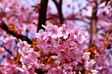 豊前の河津桜