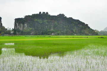 Vietnam landscape. Rice fields and karst towers in Ninh Binh