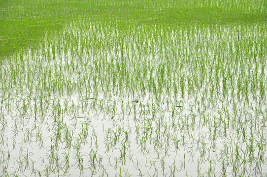 Rice fields in Ninh Binh