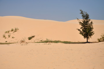 Fototapeta na wymiar Small oasis in the desert