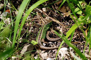 Zauneidechsen Paar ( Lacerta agilis )