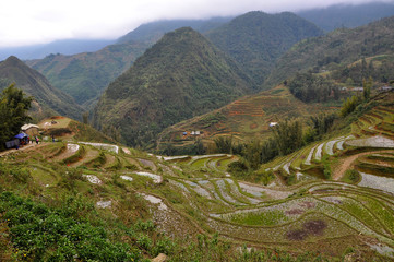 Terraced rice field in Northern Vietnam