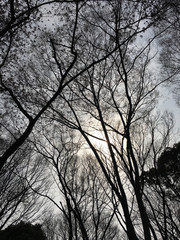 真冬の空と樹木