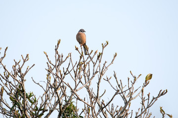 野鳥　ホオジロ