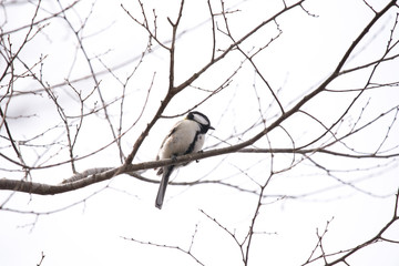 野鳥　シジュウカラ