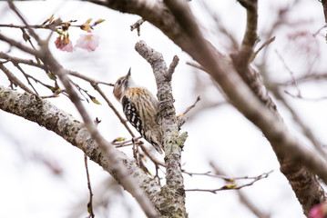 野鳥　コゲラ