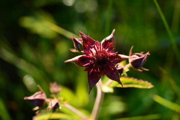 Flower of a plant of a comarum pfluste in the light of the morning sun