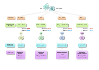 T helper cell (Th) differentiation