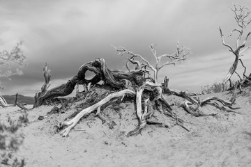 Baum im Death Valley