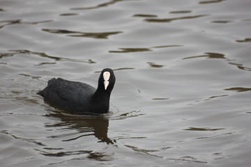 river wild bird coot floats on the water