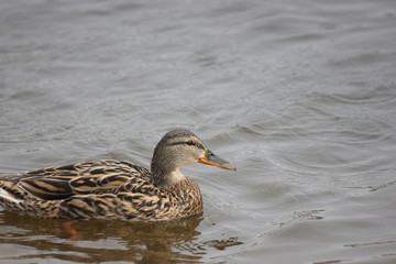 river wild bird coot floats on the water