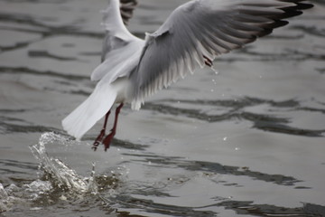 river Seagull